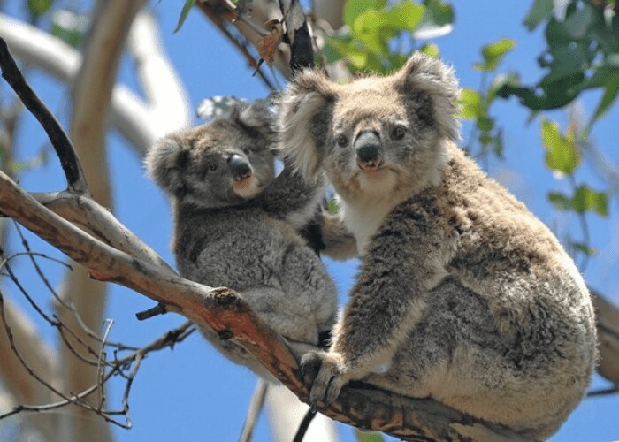 Wildlife Parks_ Up Close with Australia's Unique Animals